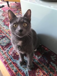 Grey kitty with wide-open eyes sitting on a colorful carpet and looking directly at the camera. 